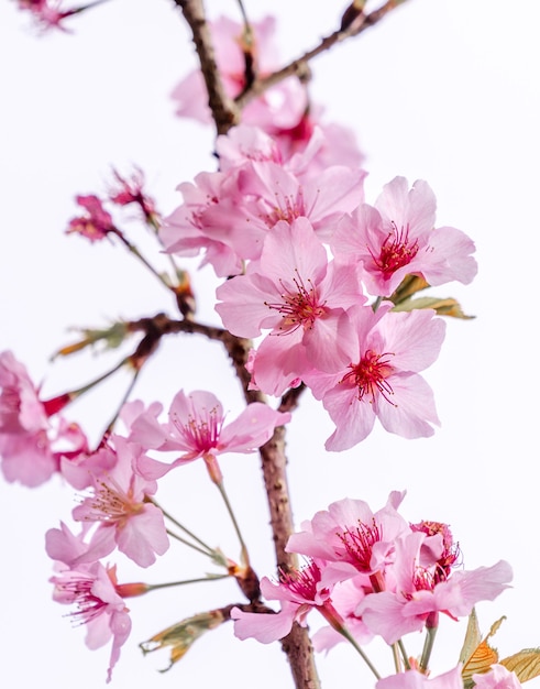 Mooie kersenbloesems sakura boom bloeien in het voorjaar over de blauwe hemel, kopieer ruimte, close-up.