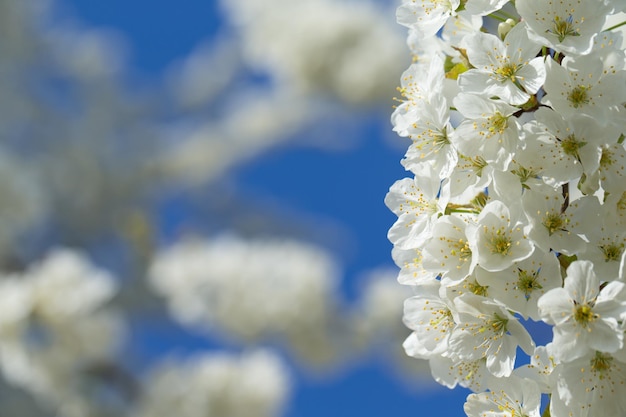 Mooie kersenbloesemsakura in de lente over hemel