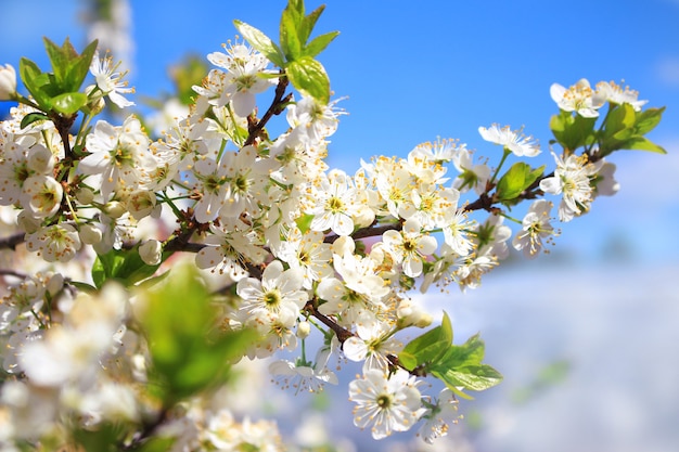 Mooie kersenboomtak in bloei in de lente