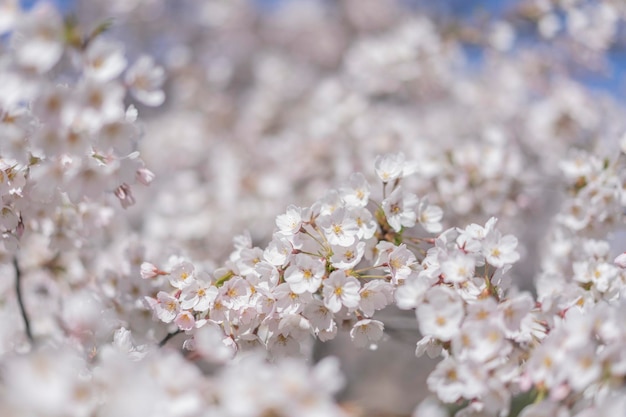 Foto mooie kersenwitte bloesem in de lente