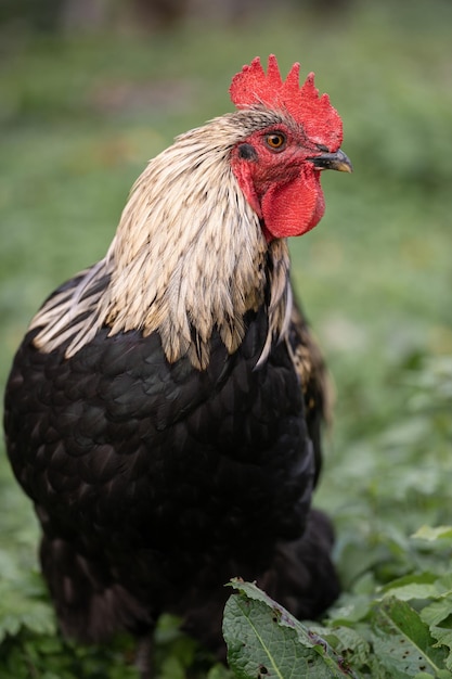 Mooie kippen en hanen buiten in de tuin