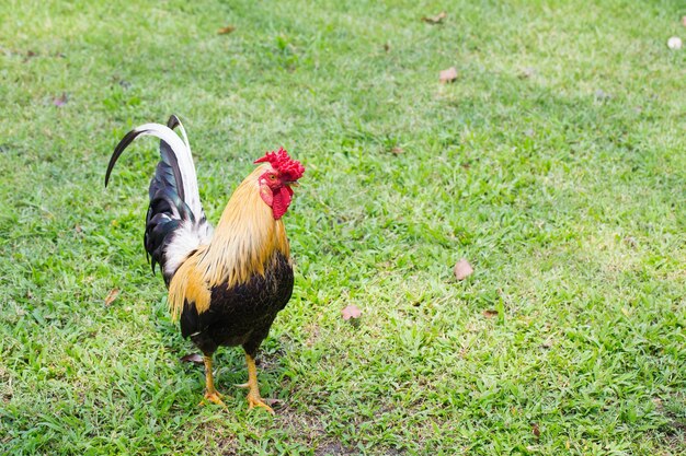 Mooie kippen grazen op het gras