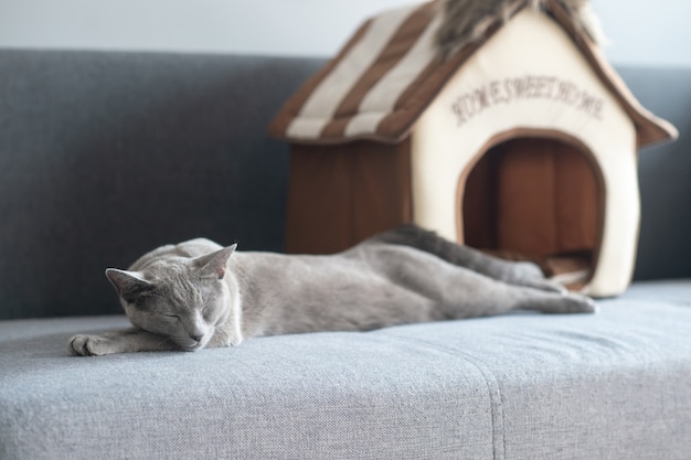 Mooie kitten slapen op bed