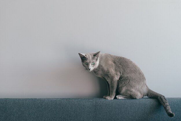 Mooie kitten zittend op de Bank