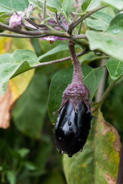 Mooie kleine aubergine op zijn plant in een ecologische moestuin solanum melongena