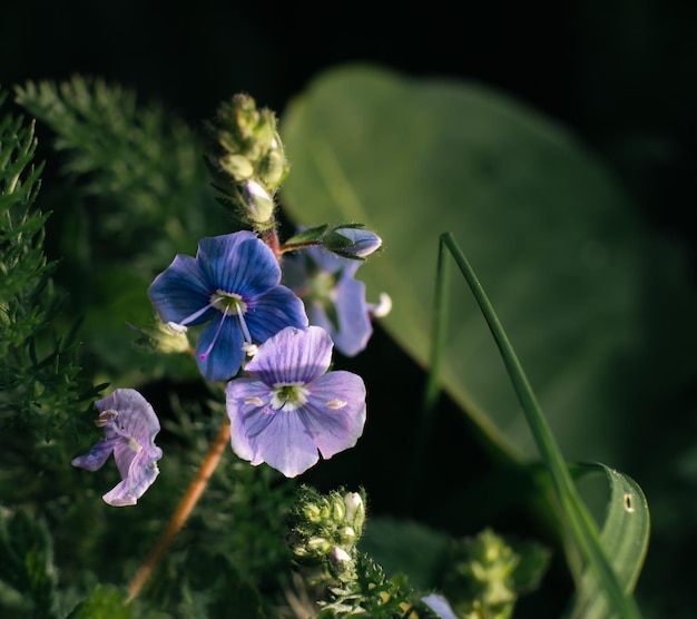 Mooie kleine blauwe bloemen veronica in de zomer