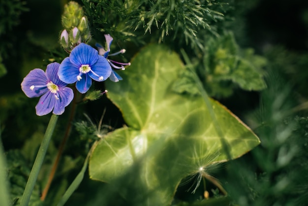 Mooie kleine blauwe bloemen veronica in de zomer