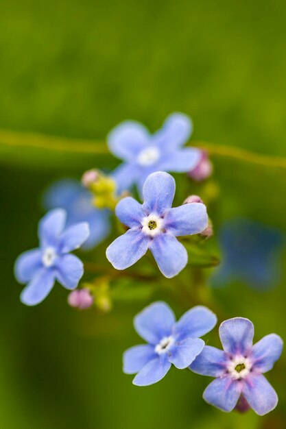 Mooie kleine bloemen van vergeetmenot Myosotis in de lentemiddag Close-up