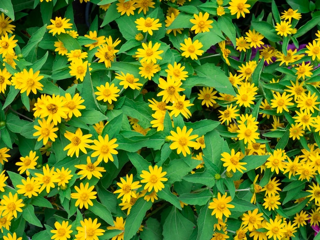 mooie kleine gele ster bloem (Melampodium divaricatum) op groene tuin achtergrond