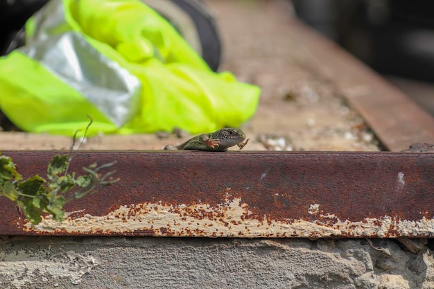 mooie kleine groene hagedis die koestert in de warme zon