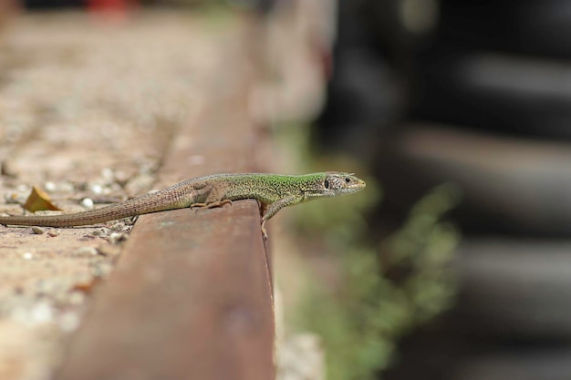 mooie kleine groene hagedis die koestert in de warme zon