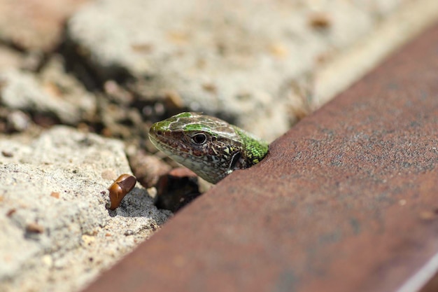 mooie kleine groene hagedis die koestert in de warme zon