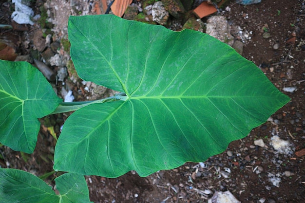 Mooie kleine groene taroblaadjes. Alocasia Indica Groene struiken, tweejarige planten, wateronkruid dat voorkomt