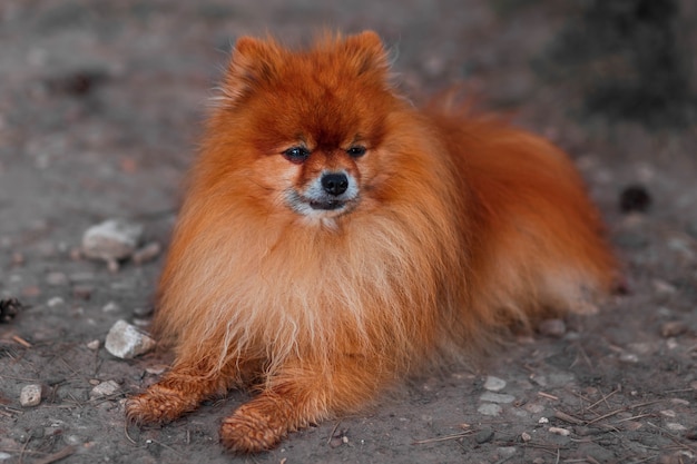 Foto mooie kleine hond rode duitse spitz ligt op straat in de natuur