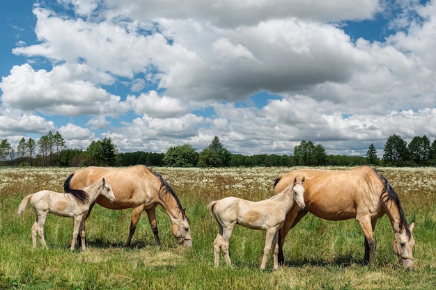 Mooie kleine kinderen van paarden grazen samen met hun roodharige moeders in de wei