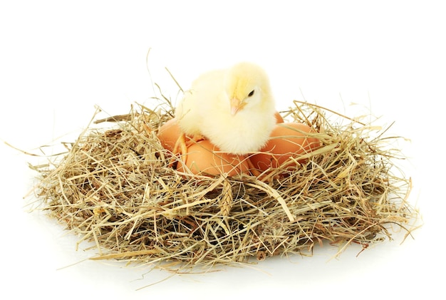 Mooie kleine kip en eieren in nest geïsoleerd op de witte