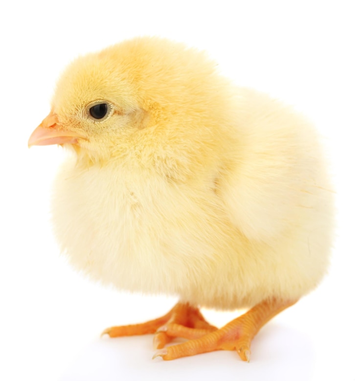 Foto mooie kleine kip geïsoleerd op de witte