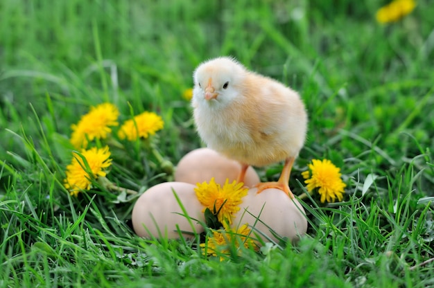 Mooie kleine kip op groen gras