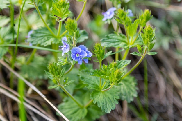 Mooie kleine lila veldbloemen