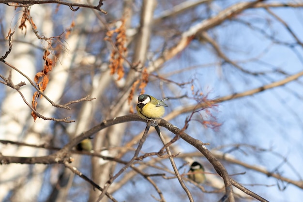 mooie kleine mees zit in de winter op een tak en vliegt om te eten Andere vogels zitten ook