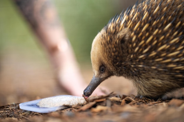 Mooie kleine mierenegel in het Australische wildpark die met zijn tong wordt gevoerd