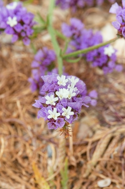 Mooie, kleine, paarse bloemen close-up