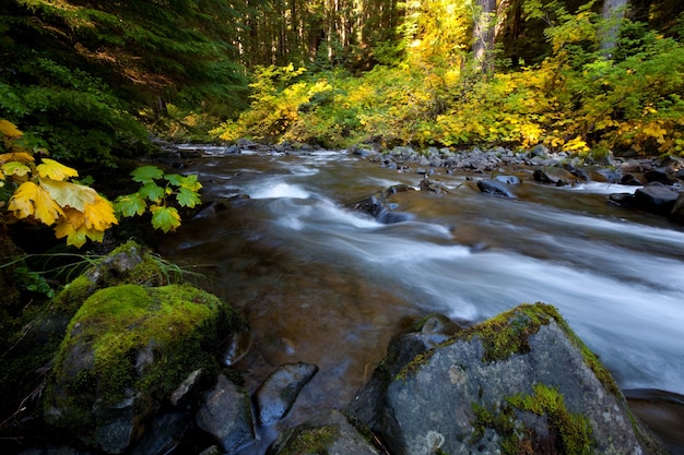 Mooie kleine rivier in bos