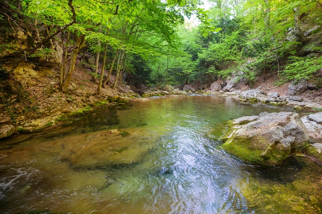 Mooie kleine rivier in groen bos