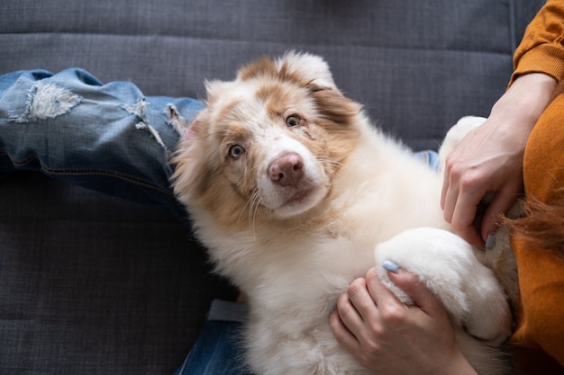 Mooie kleine schattige Australische herder red merle puppy hondje liggend ondersteboven op dames benen. Beste vrienden. Liefde en vriendschap tussen mens en dier. groene ogen. vier maanden. Hoge kwaliteit foto