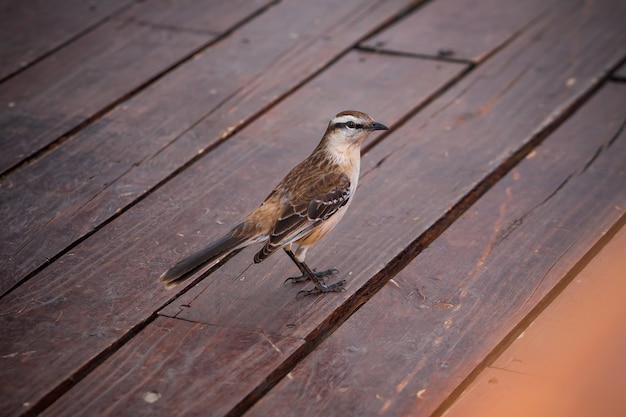 Foto mooie kleine vogel op de houten vloer.