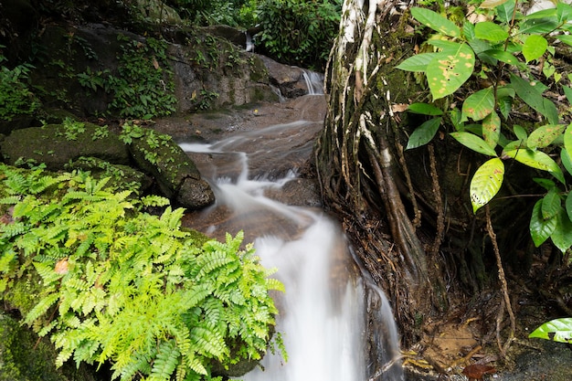 Mooie kleine waterval in regenwoud Overvloedige bomen Lange belichtingssnelheid bewegingsonscherpte water