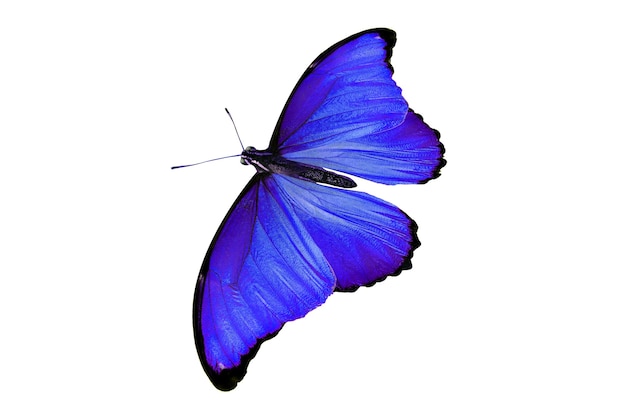 Mooie kleur vlinder geïsoleerd op wit