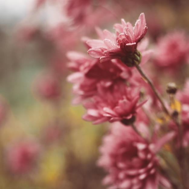 Mooie, kleurrijke bloemen op de achtergrond van de ochtendzon