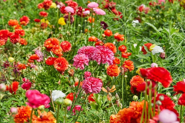 Mooie kleurrijke bloemen verzamelen op de boerderij in de kas.