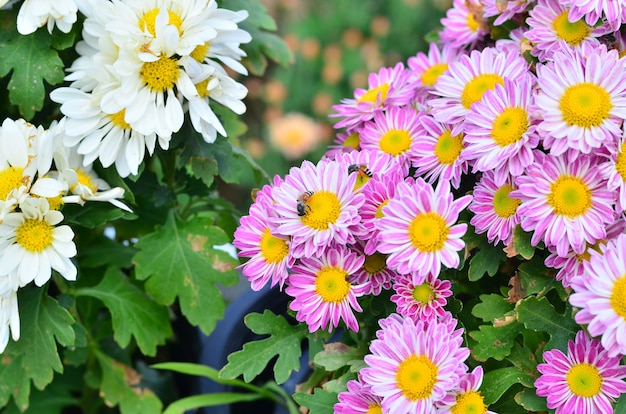 Mooie kleurrijke bloemenpatroon en bijen in de tuin van Azië.