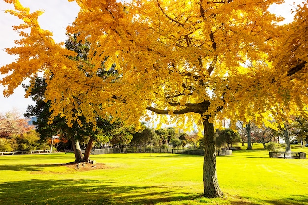 Mooie kleurrijke bomen en vijver in de herfstpark, Nieuw Zeeland