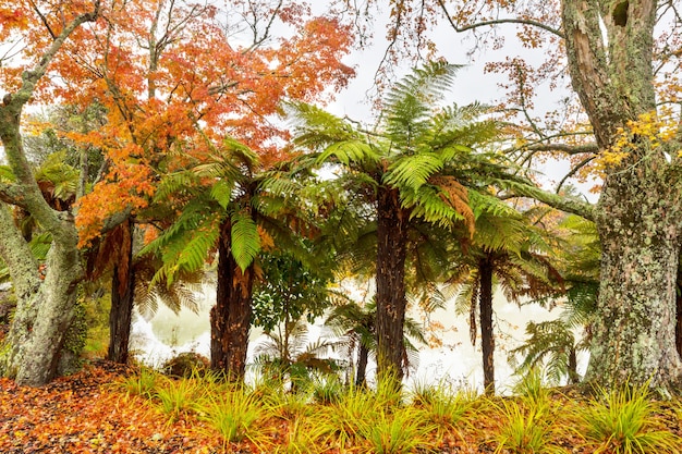 Mooie kleurrijke bomen en vijver in de herfstpark, Nieuw Zeeland