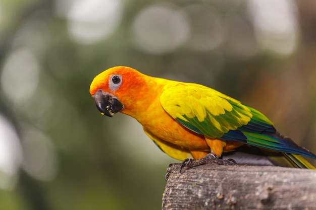 Mooie kleurrijke de papegaaivogels van zonconure op de boomtak