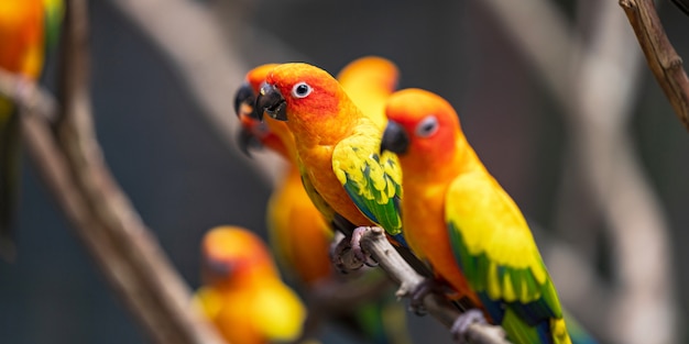 Mooie kleurrijke de papegaaivogels van zonconure