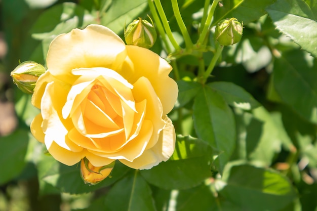 Mooie, kleurrijke, delicate bloeiende rozen in een gele tuin. Selectieve aandacht. Detailopname.
