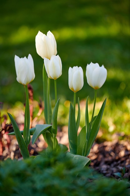 Mooie kleurrijke en witte bloemen groeien in een tuin in de natuur op een lentedag buiten Close-up van heldere natuurlijke en verse didiers tulpen van de tulipa gesneriana planten bloeien in een park