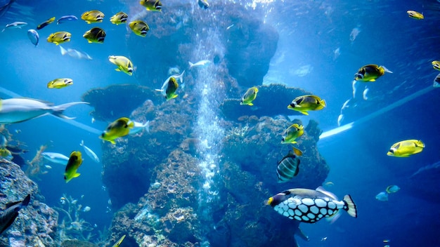 Mooie, kleurrijke exotische oceaanvissen gele, blauwe en witte kleuren die onder water zwemmen in een groot aquarium onder natuurlijk koraalrif. Clown trekkervis. Verschillende soorten vis.