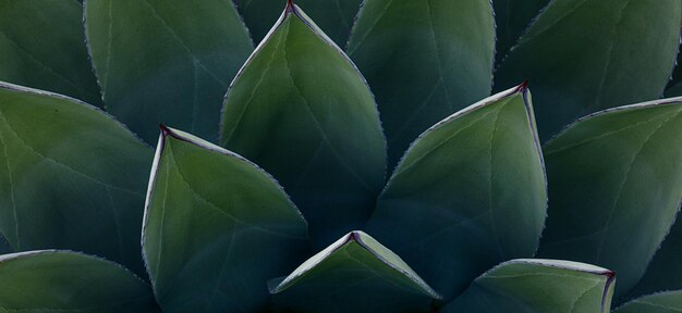 mooie kleurrijke groene plant