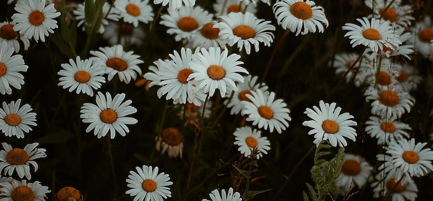 mooie kleurrijke groene plant