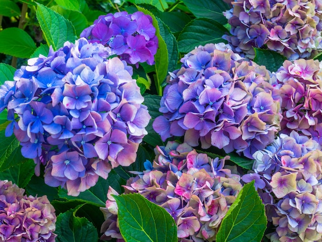 Mooie kleurrijke Hydrangea selectieve focus Schoonheid in de natuur Hydrangea macrophylla selectieve focus