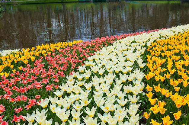 Foto mooie kleurrijke lentebloemen in park in nederland holland