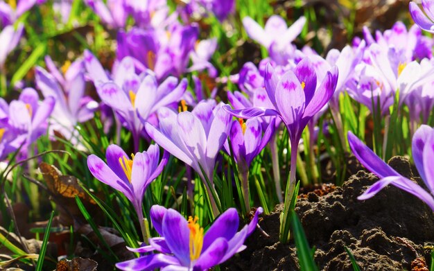 Mooie kleurrijke magische bloeiende eerste lente bloemen paarse krokus in de wilde natuur. Selectieve focus, close-up, horizontaal.