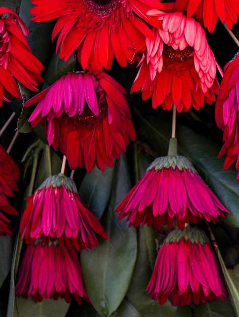 Foto mooie kleurrijke natuurlijke lentebloemen als natuurachtergrond