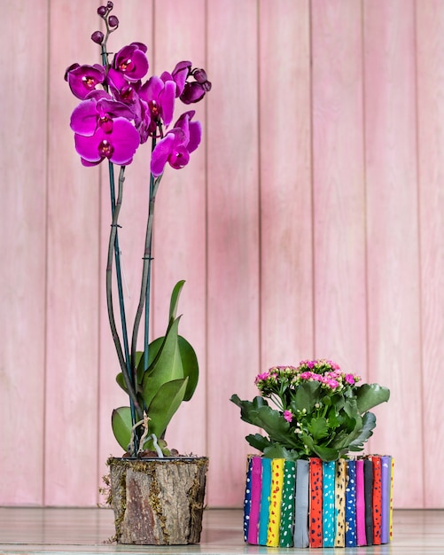 Mooie kleurrijke orchidee, begonia, gardenia met roze ruimte