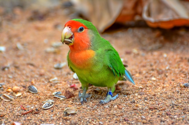 Mooie kleurrijke papegaai
